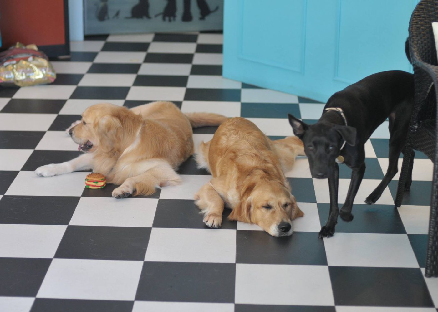 Top 12 pet hotels in Singapore for your furry friends