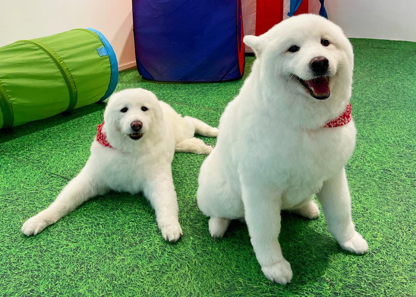 Top 12 pet hotels in Singapore for your furry friends