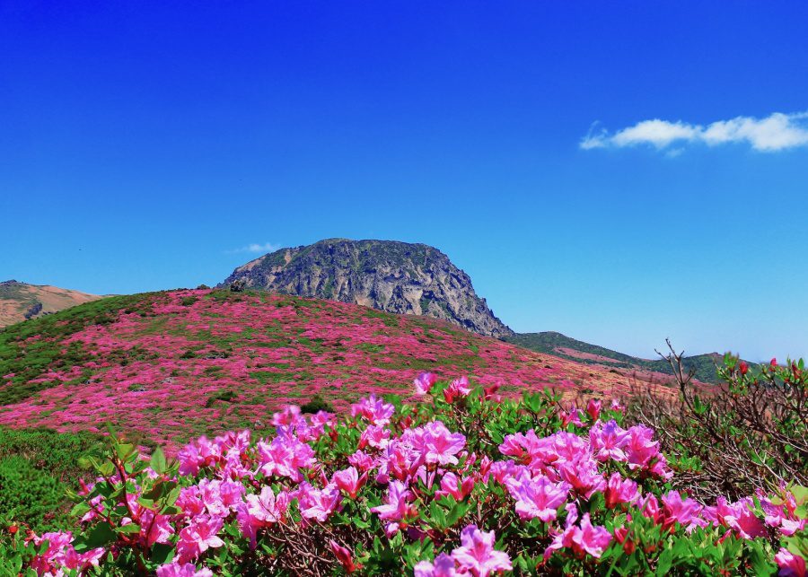 things to do in jeju hallasan mountain