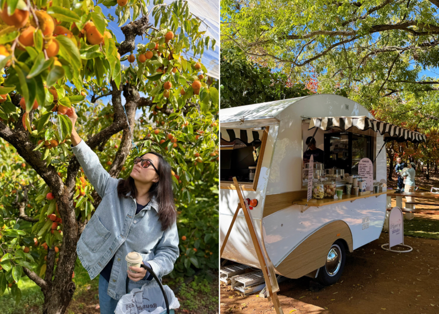 things to do in perth persimmon picking willow springs