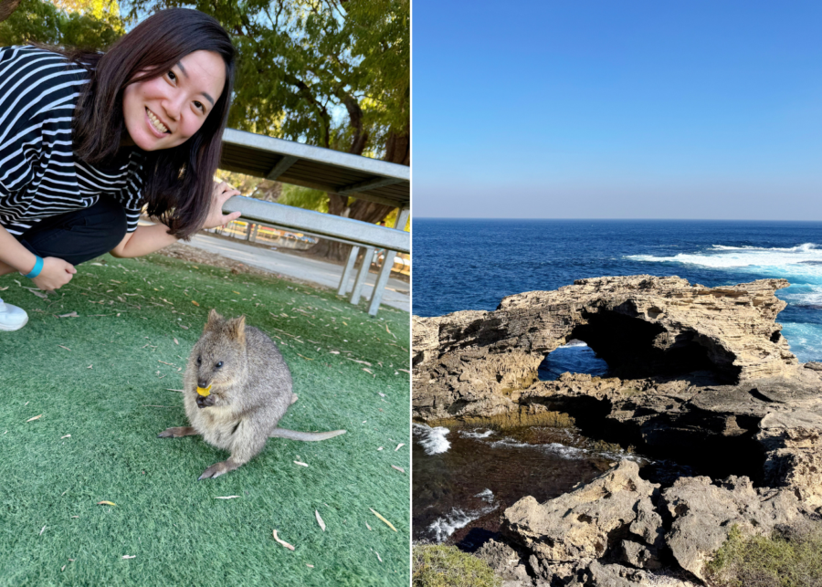 things to do in perth rottnest island quokkas