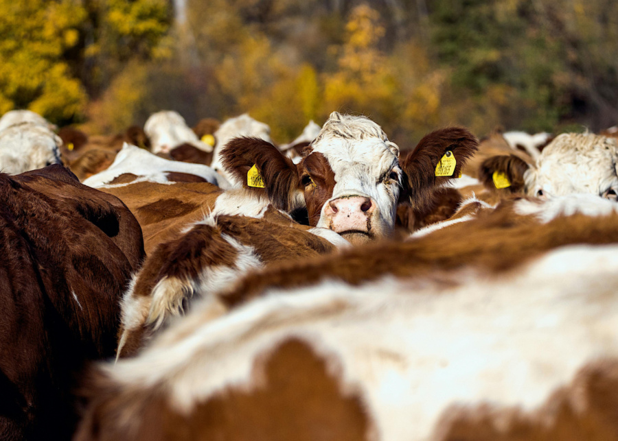 Cattle | Hari Raya Haji in Singapore