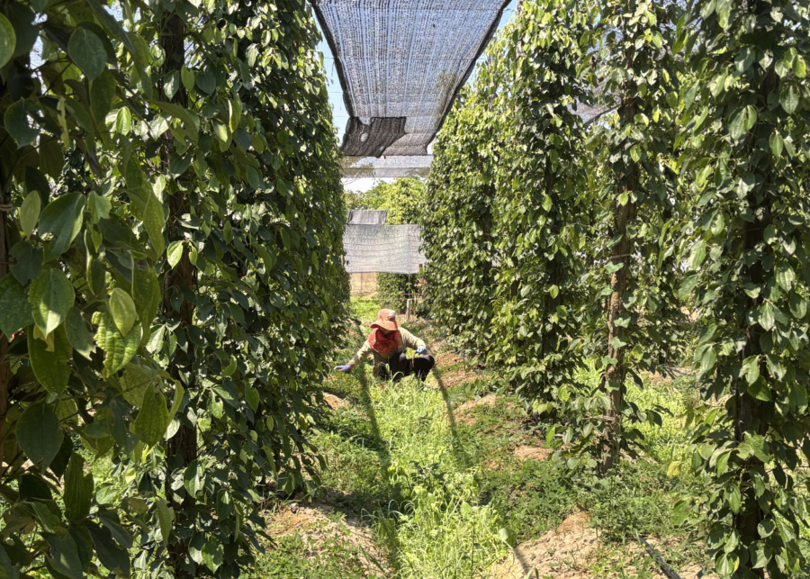 la plantation pepper farm kampot - phnom penh things to do