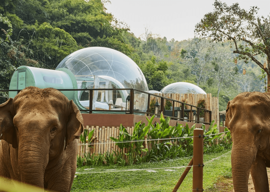 Anantara Golden Triangle Elephant Camp & Resort Jungle Bubble, Thailand