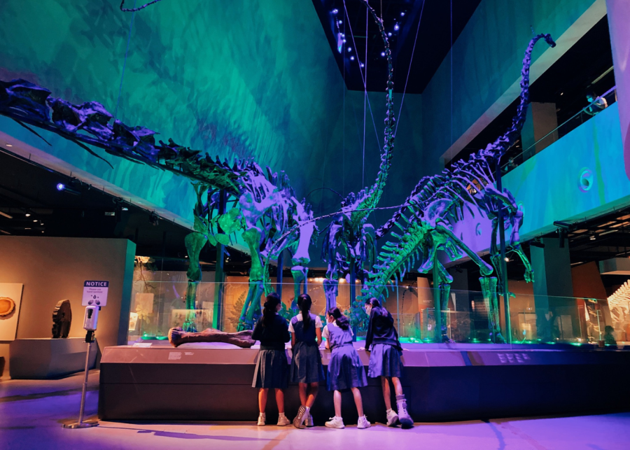 date ideas singapore | Lee Kong Chian Natural History Museum
