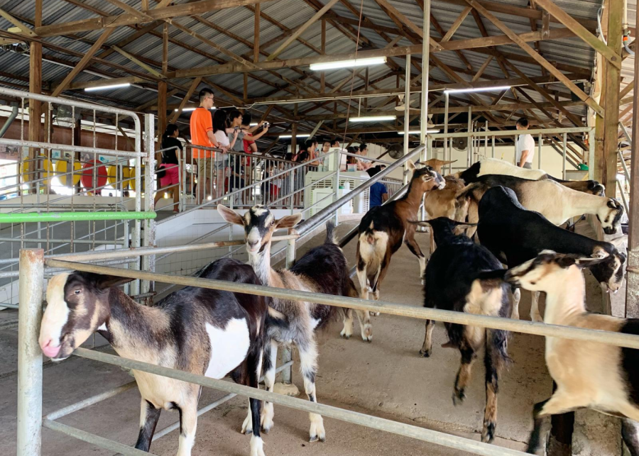 hay dairies - free things to do in singapore