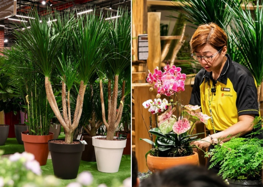 Best gardening and landscaping services in Singapore - Far East Flora potted plants and staff demonstration