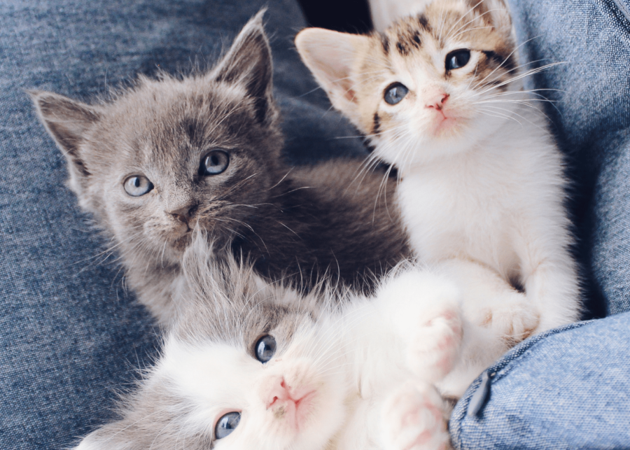 cat cafes - indoor activities in singapore