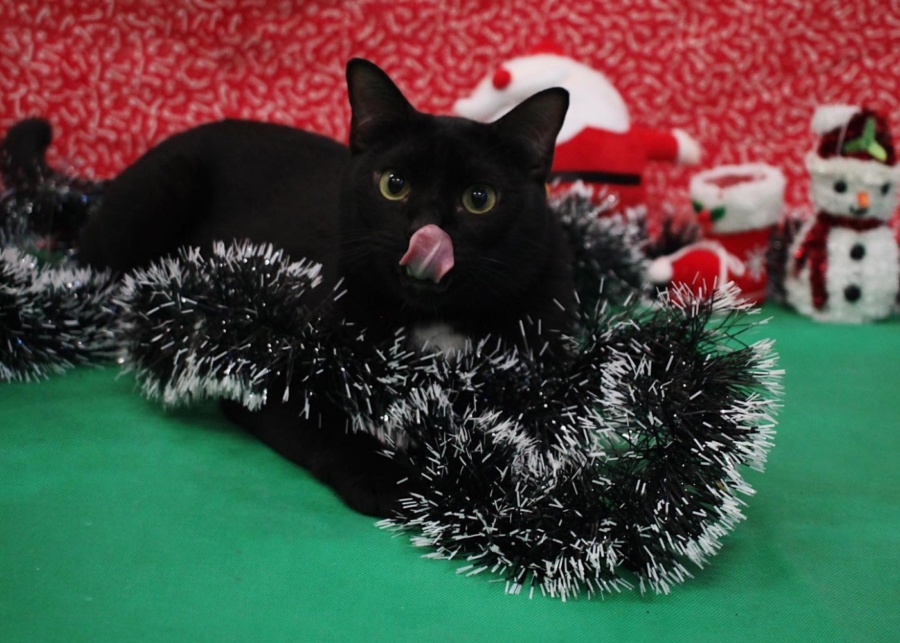 SPCA Singapore | Volunteer in Singapore for Christmas