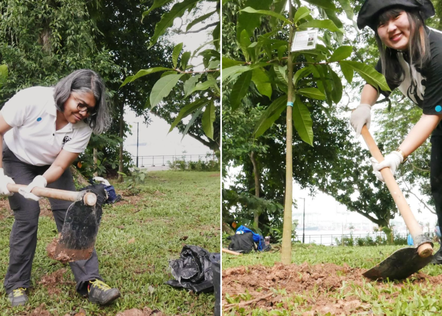 World Wildlife Fund Singapore planting trees | Volunteer in Singapore for Christmas