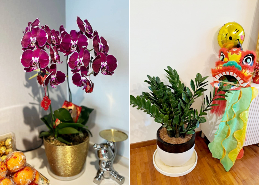Noah Garden Centre-chinese-new-year-plants-flowers-singapore