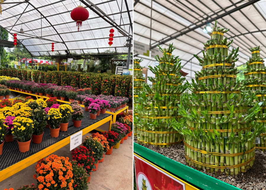 The Green Corner-chinese-new-year-plants-flowers-singapore