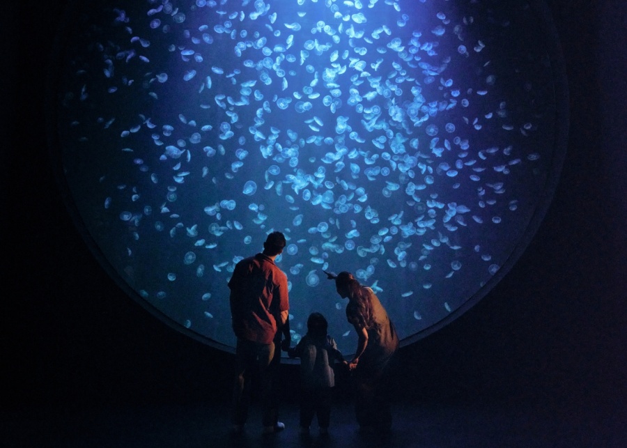 Best attractions in Singapore - Singapore Oceanarium exhibition