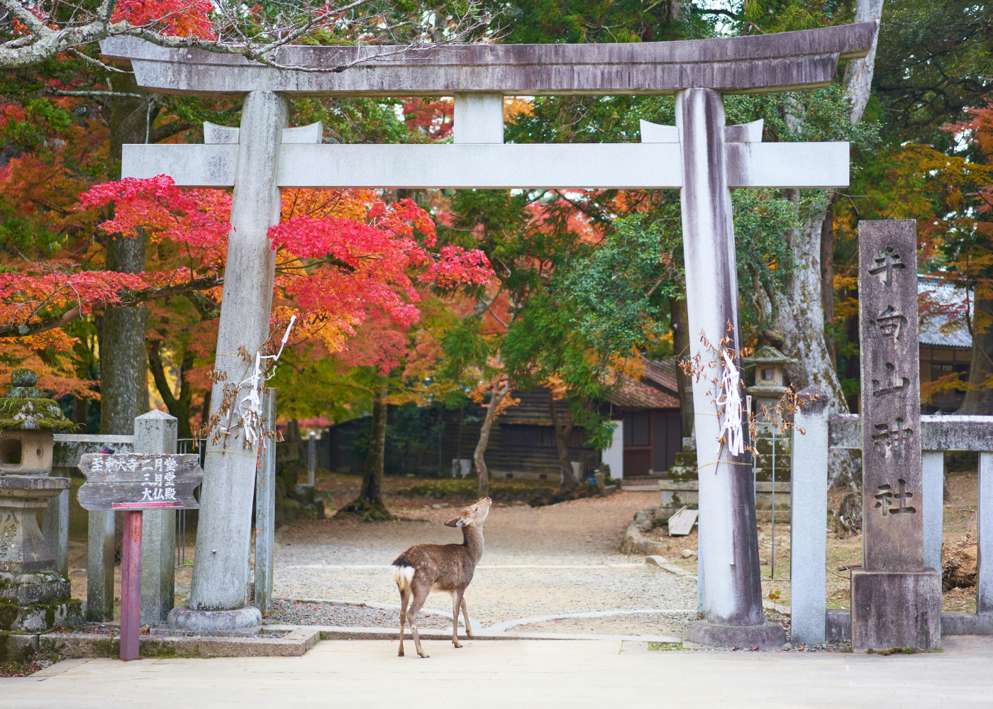 nara day trip | things to do see the deer