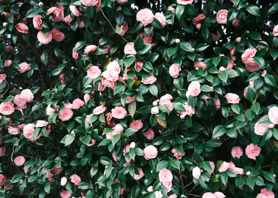camellia flowers bloom in japan