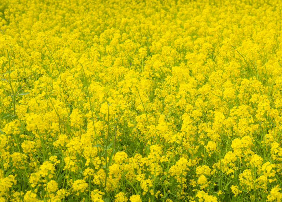 canola flowers in japan