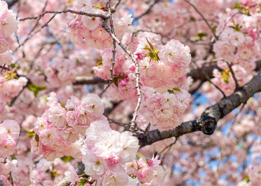 cherry blossoms bloom in japan
