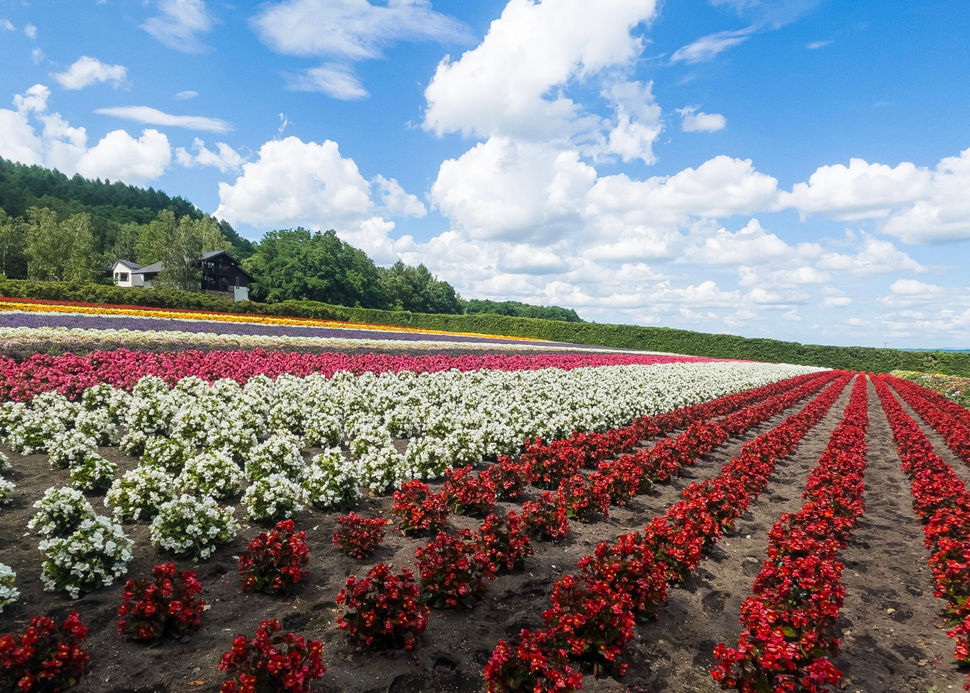 hokkaido flower field japan