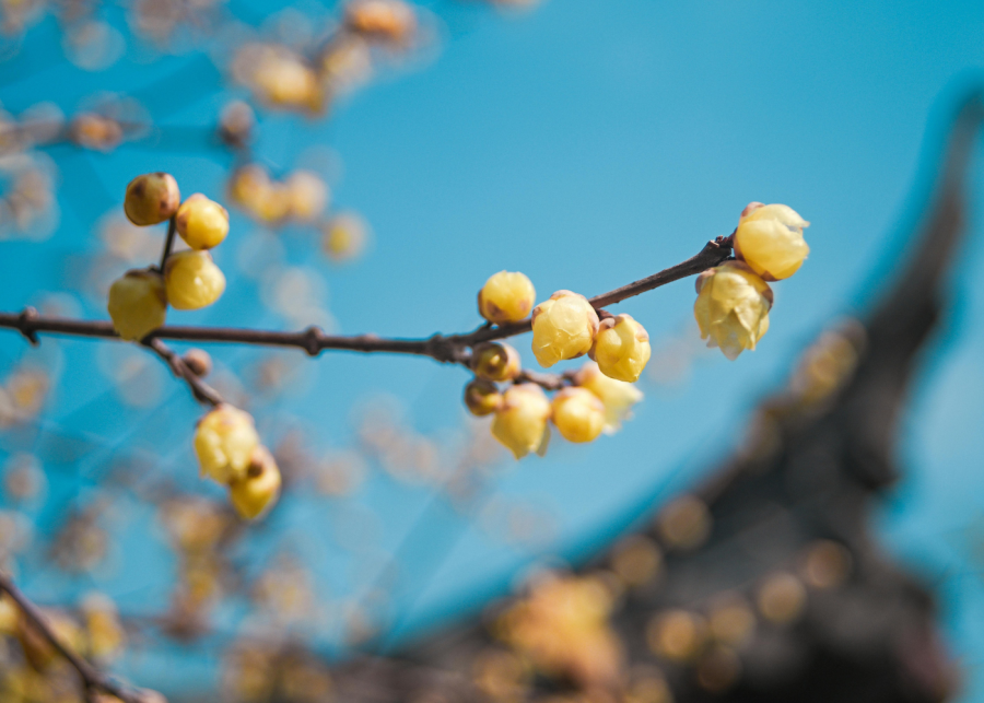 japan flower season wintersweet