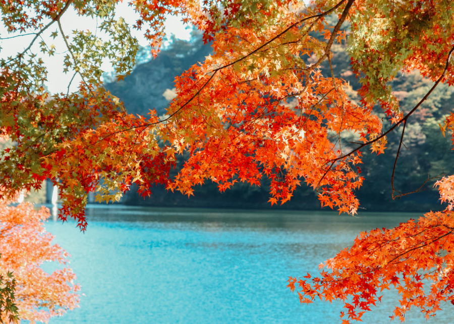 japanese maple leaves bloom in japan