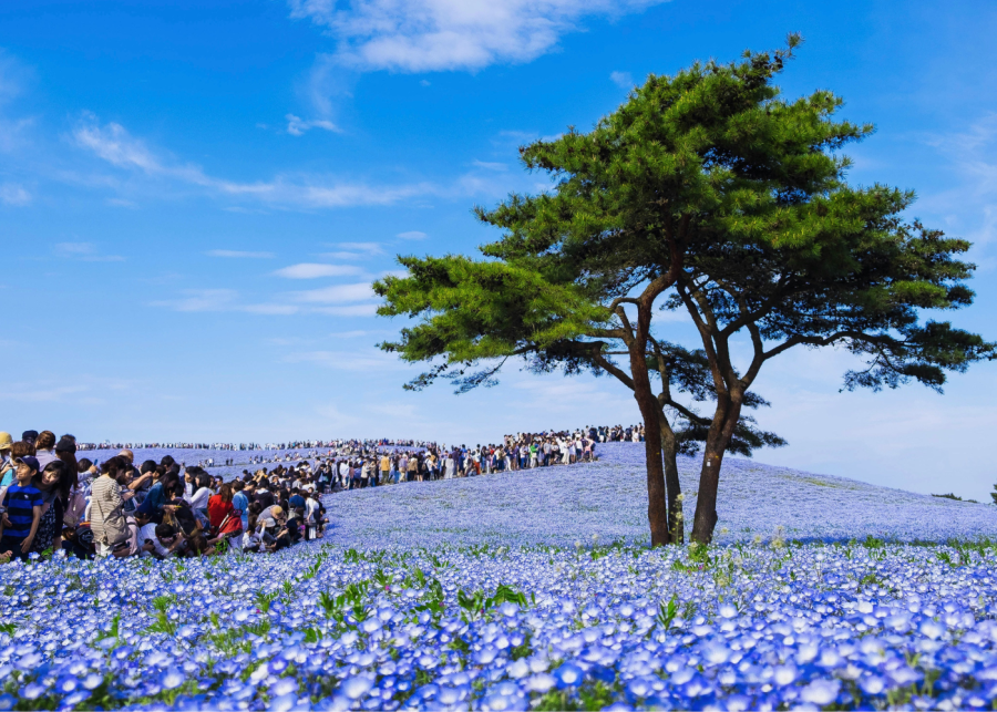 nemophila flower field japan