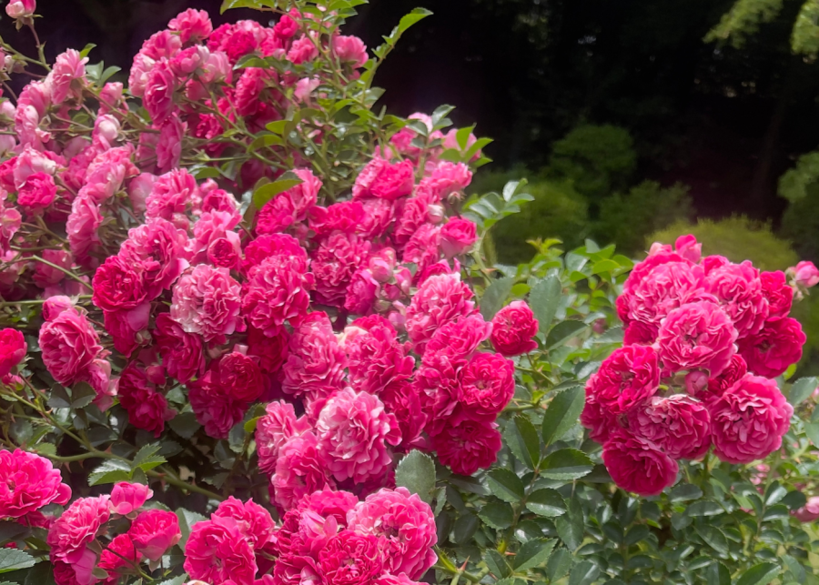 roses flower season japan