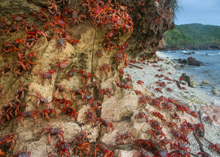 christmas-island-unexpected-facts-singapore