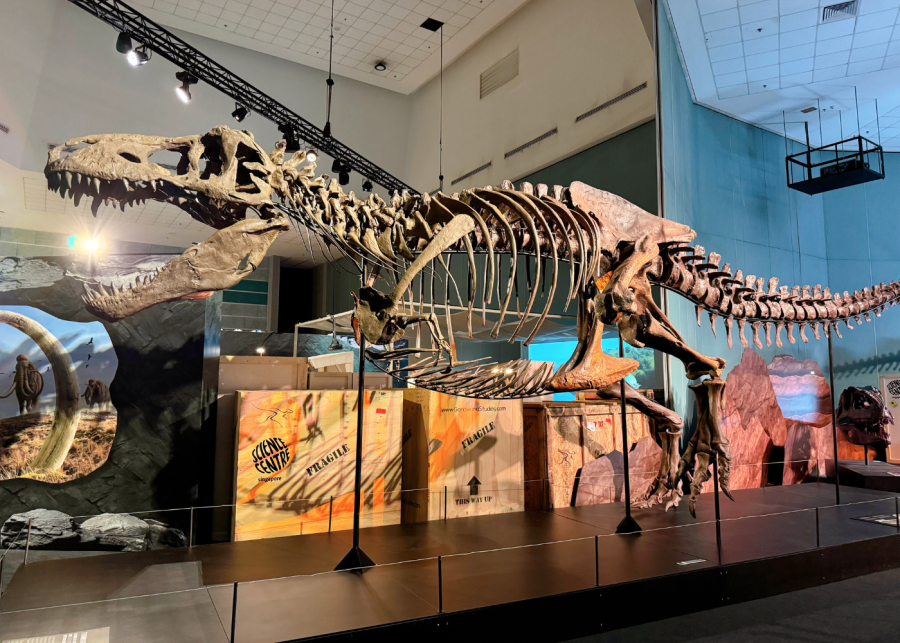 dinosaur exhibition singapore tyrannosaurus rex fossil