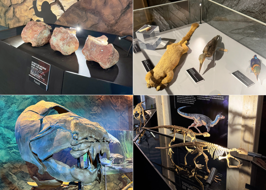 science centre dinosaur exhibition fossils and taxidermy animals
