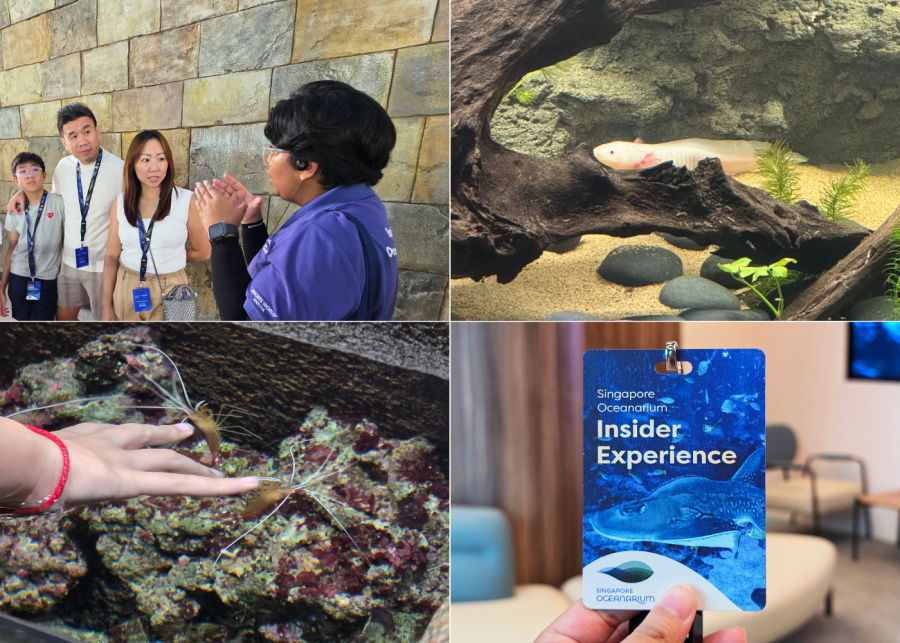 The best way to explore Singapore Oceanarium | Honeycombers
