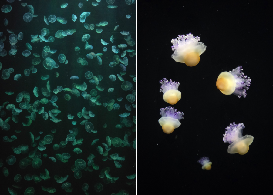 singapore oceanarium sea jellies