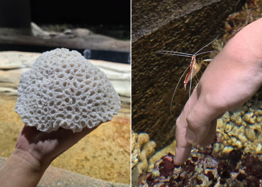 singapore oceanarium singapores coast interactions