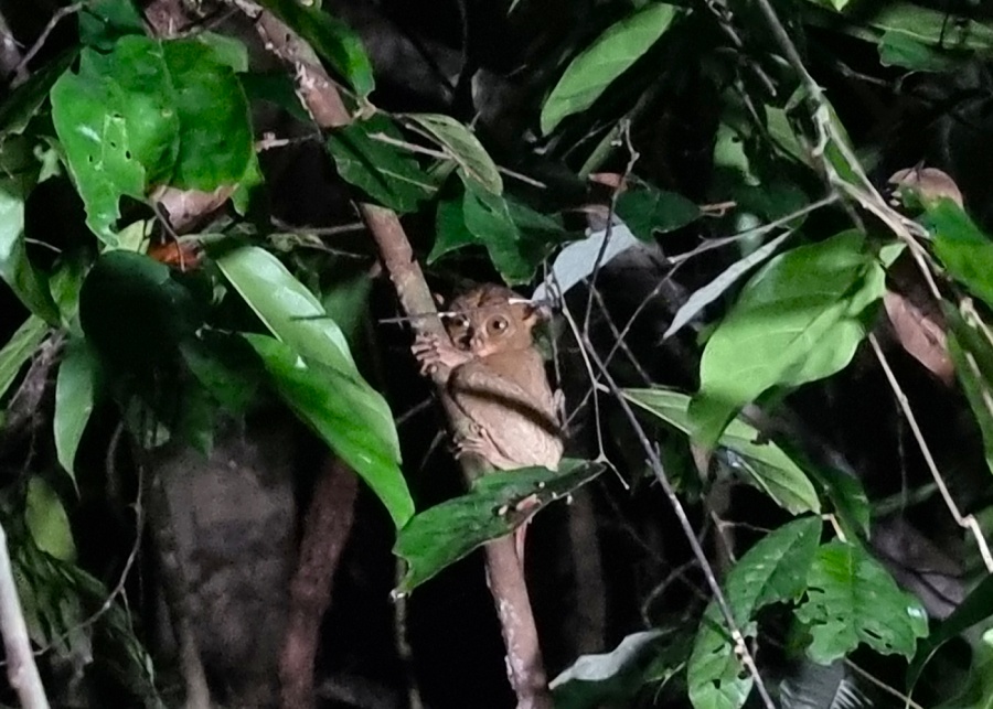 The notoriously shy tarsiur | Tanjung Kelayang Reserve, Belitung Island, Indonesia