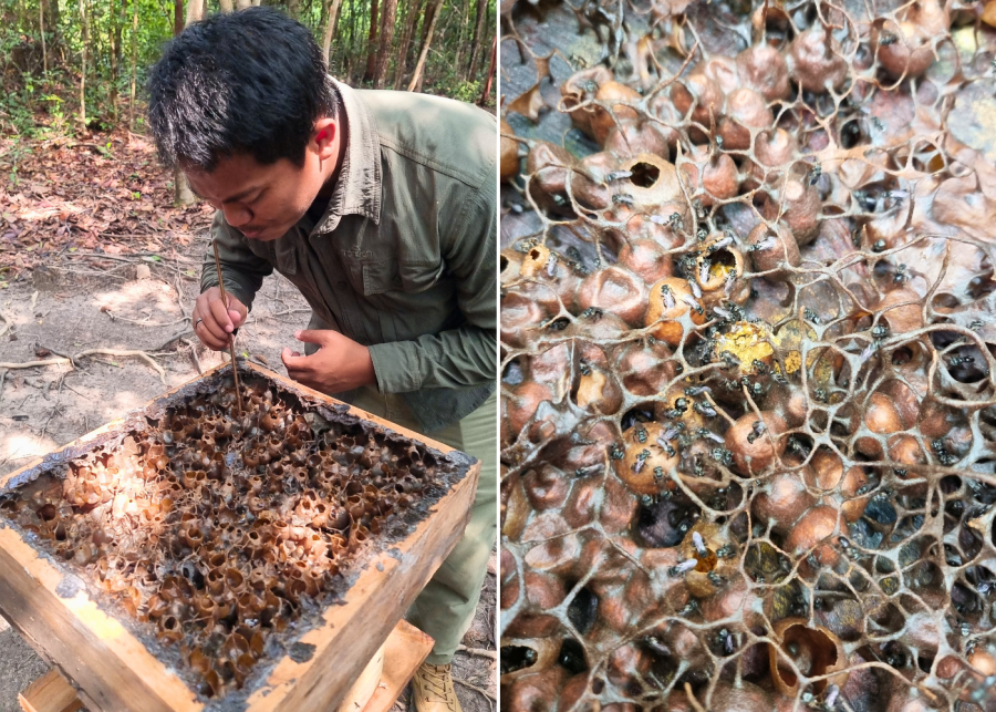 Sipping from the honeycomb and a close-up of the hive | Tanjung Kelayang Reserve, Belitung Island, Indonesia