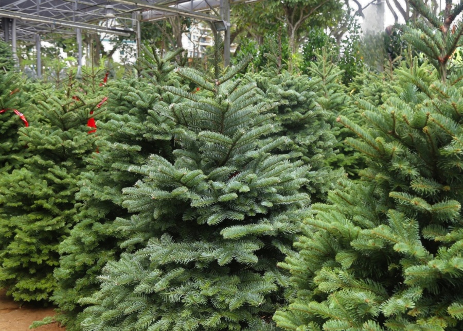 Far East Flora Christmas 2025 - A selection of Noble and Nordmann Fir trees