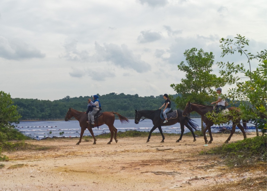 Unique things to do in Johor Bahru - Horse riding trail at Amigos Horse Riders