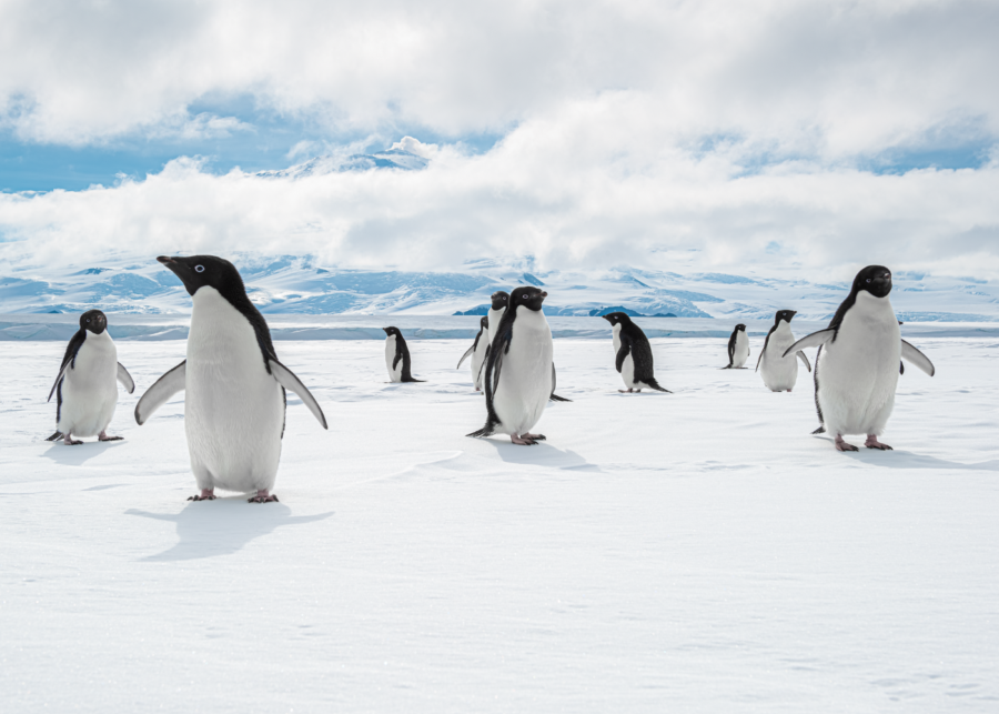 colours of antarctica - things to do this weekend in singapore