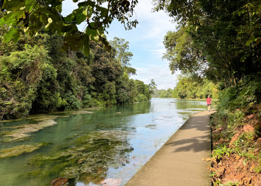 macritchie reservoir park - things to do in singapore 2026