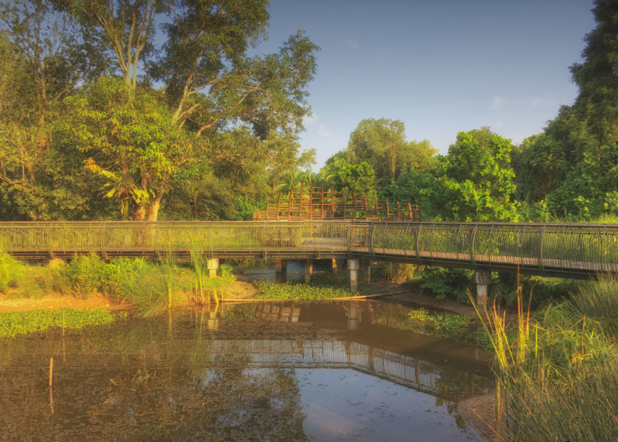 sungei buloh wetland reserve - things to do in singapore 2026