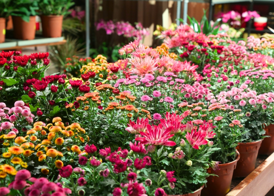 Far East Flora CNY 2026 - Colourful variety of festive blooms