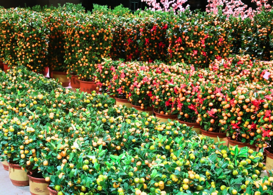 Far East Flora CNY 2026 - Four Season Lime