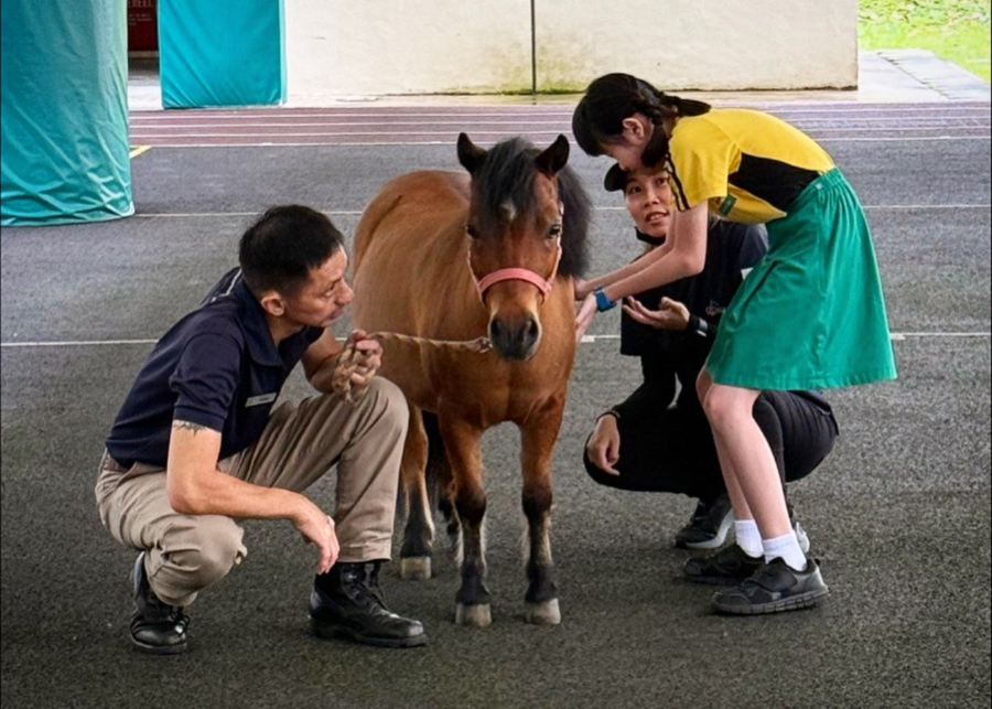 equal sg mini horses - things to do this weekend in singapore