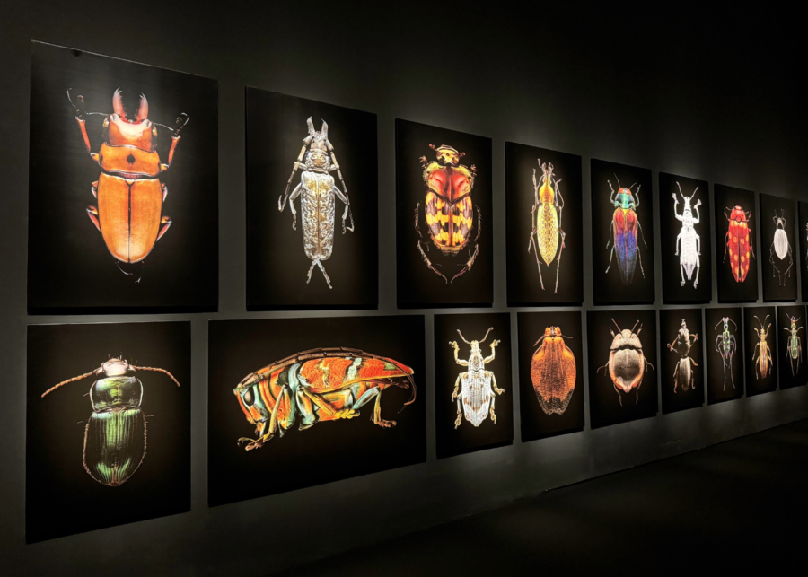 ArtScience Museum's Insects: Microsculptures Magnified exhibition | What's happening in Singapore this week