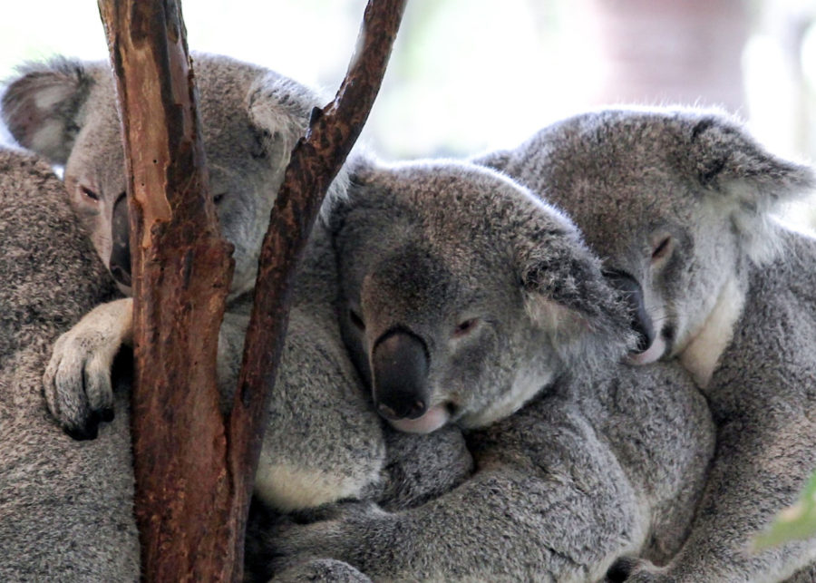 things to do in brisbane | lone pine koala sanctuary