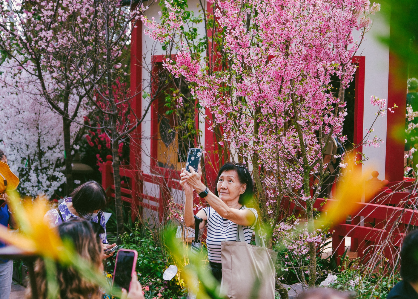 Gardens by the Bay’s Sakura display returns! Frolick in cherry blossoms with your favourite Sanrio characters