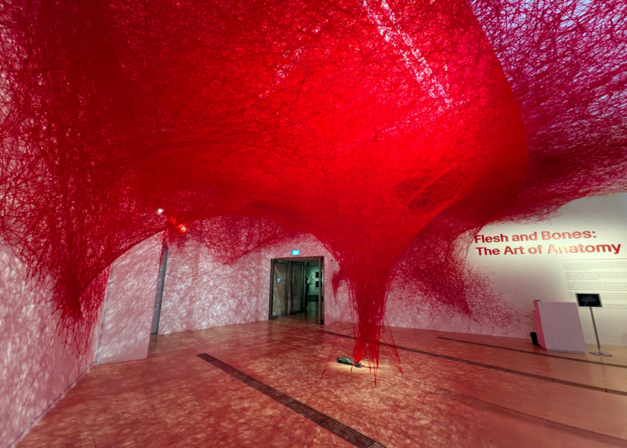 ArtScience Museum's Flesh and Bones: The Art of Anatomy - Chiharu Shiota's The Network Within | What's happening in Singapore