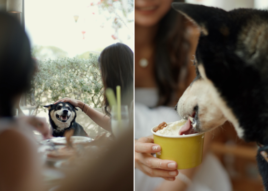 Pets at Fico | What's happening in Singapore