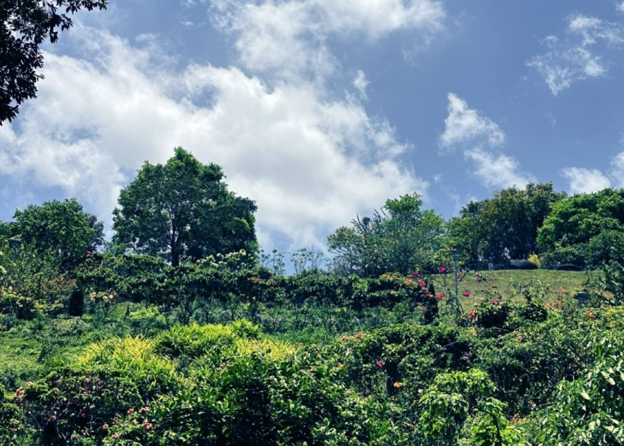 Woodlands Botanical Gardens | What's happening in Singapore