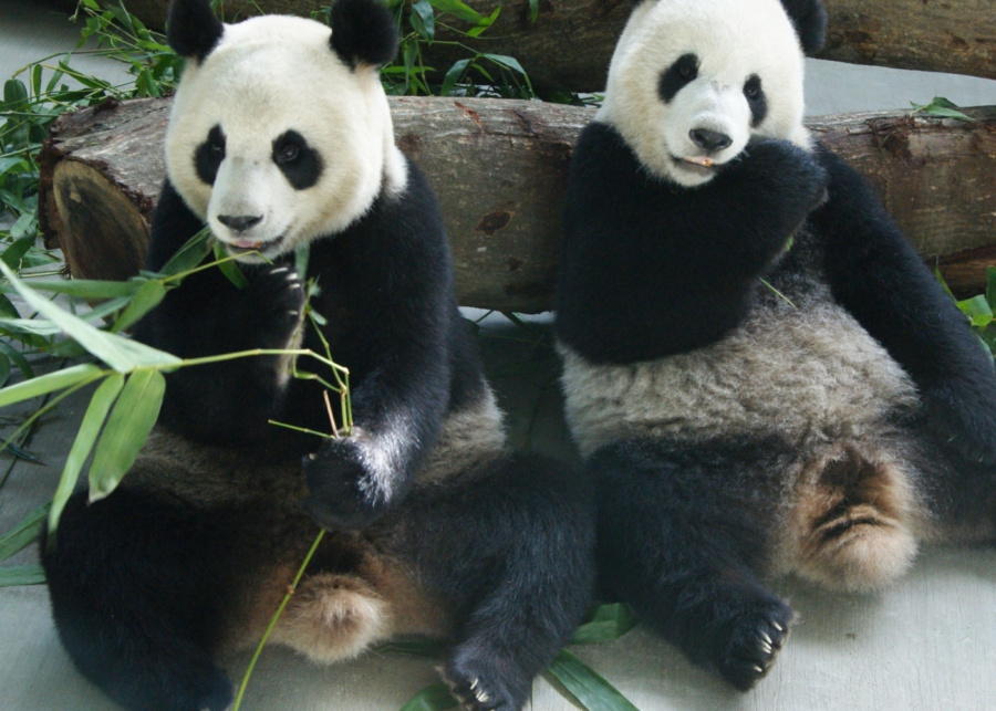 Top attractions in Taipei - Taipei Zoo giant pandas