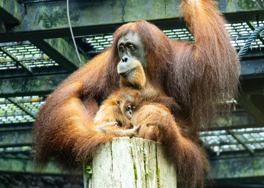Orangutans Ayaan and Chomel | What's happening in Singapore